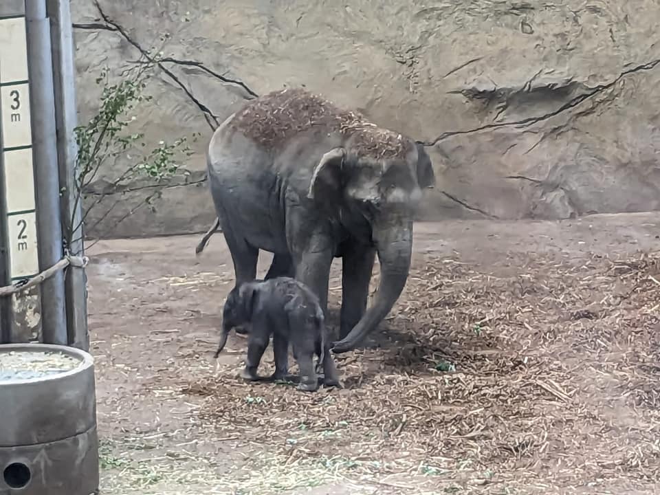 Abschlussfahrt%20Zoo%20K%C3%B6ln%20Elefanten%20Mama%20und%20Baby